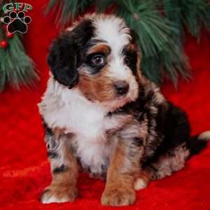 Walter, Mini Bernedoodle Puppy